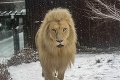 Bratislavská zoo prišla po 16 rokoch o ikonickú šelmu: Majestátny Haldir odišiel do zvieracieho neba