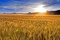 Pekári sú v pozore! Cena pšenice je na rekordoch: O koľko si priplatíme za pečivo?
