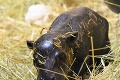 Bratislavská zoo má rozkošný dôvod na oslavu: Po 8 rokoch sa narodilo mláďatko ohrozeného druhu!