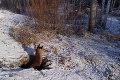 Bezmocnú jelenicu zachraňovali z otvorenej šachty: Sú nebezpečné aj pre ľudí!