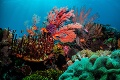 Austrálski vedci majú hlavy v smútku: Ďalšie zlé správy z koralovej bariéry