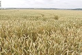 Hrozí globálna kríza potravinovej bezpečnosti! Ukrajina patrí k top vývozcom plodín: Vojna všetko marí