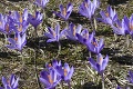 Marec patrí kvitnutiu jedného z prvých poslov jari: Varovanie botaničky pre príležitostných kuchárov!