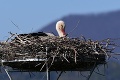 Apríl ako mesiac návratu: Na Slovensko priletí najviac sťahovavých vtákov, ktorý má najdlhšiu cestu?