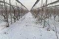 Na Slovensku udreli mrazy, ovocinári zachraňovali úrodu: Hypnotizujúce fotky z osudovej noci v sadoch!