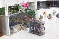 Proti obľúbenej atrakcii v bratislavskom nákupnom centre sa postavili ochranári: Trápia v Arakove papagáje?