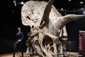 Vedec skúmal krčný golier najväčšieho triceratopsa na svete: Fascinujúce výsledky analýzy