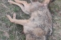 Otrasný pohľad: Enviropolícia vyšetruje zastrelenie chráneného vlka dravého