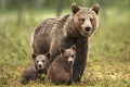 Mrazivé zábery z Tatier: Medveď sa rozbehol za deťmi! Ochranári upozorňujú turistov, aby nerobili TOTO
