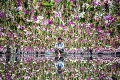 Neuveriteľná záhrada v japonskom múzeu: Úplne iný svet plný farieb! Nazrite do úžasného miesta