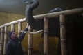 V charkovskej zoo ostali dvaja chovatelia kvôli kŕmeniu zvierat: Neodpustiteľný čin Rusov!