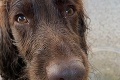 Luna neprešla záverečnými testami na policajného psa: Aha, čo našla na prechádzke s majiteľom!