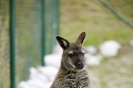 Baby boom v kontaktnej zoo v Liptovskom Mikuláši: Tešia sa z malej kengury!