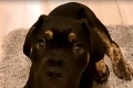 Milovaný psík jej zomrel v náručí počas hrania: Varovanie pre každého majiteľa!