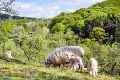 Huňatá pomoc v Spišskom Podhradí: Záchrana sysľov vďaka stádu oviec! Primátor priblížil plány