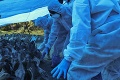 Francúzskom sa vo veľkom šíri vtáčia chrípka: Museli utratiť 16 miliónov kusov hydiny
