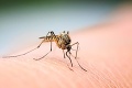 Je toto definitívny koniec otravných komárov?