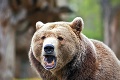 Panika v Demänovskej Doline: Do dedinky sa zatúlal medveď