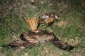 Ďalšie otrávené vzácne vtáky, pohľad na ne je bolestivý: Obrovská škoda! Tri dravce majú hodnotu trojizbáku v Bratislave