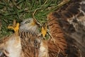 Ďalšie otrávené vzácne vtáky, pohľad na ne je bolestivý: Obrovská škoda! Tri dravce majú hodnotu trojizbáku v Bratislave