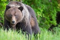 Na mladého lesníka zaútočila medvedica s mláďatami: Len o vlások unikol najhoršiemu