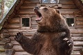 Na Podpoľaní zúfalo volajú po riešení problému s medveďmi: Ministerstvo koná