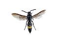 Špičkový entomológ Gabzdil našiel vzácne dlhániky: Sexujuci párik chrobákov potvrdil informáciu, ktorá poteší!