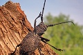 Špičkový entomológ Gabzdil našiel vzácne dlhániky: Sexujuci párik chrobákov potvrdil informáciu, ktorá poteší!