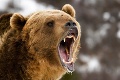 Útok zúrivej medvedice na Poľane vystrašil celé Slovensko: Nové zistenie polície
