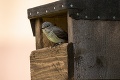 Neuveriteľný objav ornitológov: Tento nenápadný vtáčik prekvapil aj odborníkov!