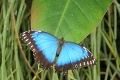 V botanickej záhrade otvorili opäť exotickú výstavu: Takto vyzerá motýlí raj v Košiciach!