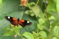V botanickej záhrade otvorili opäť exotickú výstavu: Takto vyzerá motýlí raj v Košiciach!