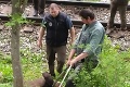 Zrážka skončila tragicky: Pod kolesami električky vo Vysokých Tatrách zahynul medveď