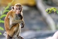 U nášho suseda potvrdili prvý prípad opičích kiahní: Pacient opísal, ako sa cíti
