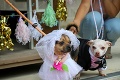 Svadba akú ste ešte nevideli: Útulok sa rozhodol dvom nerozlučným psíkom zorganizovať svadbu!