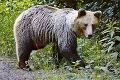 Ľudia na Podpoľaní si nevedia dať rady s medveďmi: Bojíme sa, ničia nám majetok! Chystajú protest