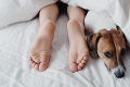 Po tejto štúdii si psa do postele už nikdy nepustíte: Odporné, čomu sa vystavujete!