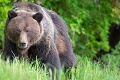 Desivý stret s medveďom na strednom Slovensku: Marián utrpel zranenia a skončil v nemocnici
