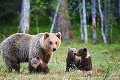 Medvede škodia aj v koalícii! Kollár má vo vinníkovi jasno: Poriadne sa rozohnil na Facebooku