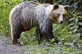 Na južnom Slovensku spozorovali medveďa, obec varuje ľudí: V prírode si dávajte si pozor!