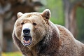 Medvedí hoax: S napadnutým záchranárom to bolo inak, upozorňujú štátni ochranári
