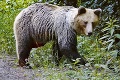 Štátne lesy s Budajom nesúhlasia: S nárastom populácie medveďa to vidia úplne inak!