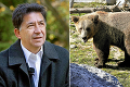 Politici o útokoch šeliem: Ako vyriešia problémy s medveďmi?! Toto si myslia poľovníci a ochranári