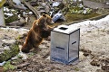 Tradičný duel: Medveď Žabo vs. kontajner! Takto skončil tvrdý súboj o pochúťky