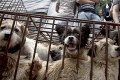 V Číne začína festival pojedania psov: Aktivisti sú v pozore! Odporné, ako so zvieratami zaobchádzajú