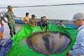 Rybársky sen alebo nočná mora? Najväčšia sladkovodná ryba má stovky kilogramov, tvora vylovili v Kambodži