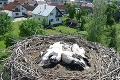 Slovenskí ochranári už krúžkujú mláďatká bocianov, jedna vec im udrela do očí: Potešujúca správa od odborníkov!