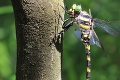 Stretnutie milovníkov užitočného hmyzu na Gemeri: Prečo máme radi vážky!