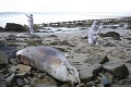 Na pobreží objavili desiatky uhynutých korytnačiek a delfínov: Úrady sú v pozore, začali konať!
