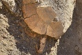 Perfektný objav archeológov: Zachovalá korytnačka stará stovky rokov! Keď sa pozreli bližšie, neverili vlastným očiam